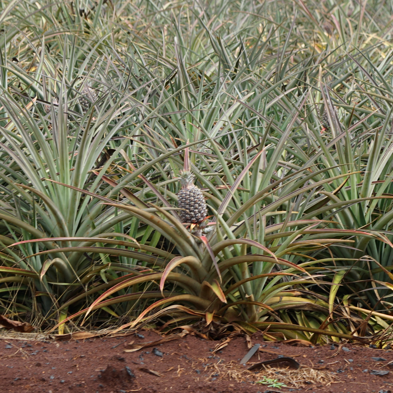 Tree on the Dole Train